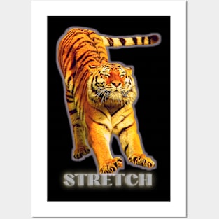 Large tiger doing a stretch exercise - silver text 1 Posters and Art